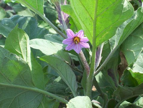 Image of eggplant