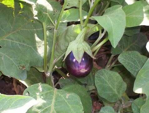 Image de aubergine