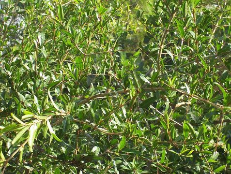 Image of Pomegranate