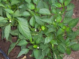 Image of cayenne pepper