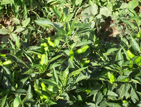 Image of cayenne pepper