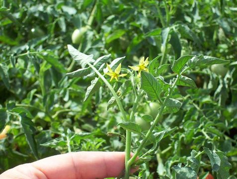 Image of tomato