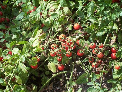 Image of tomato