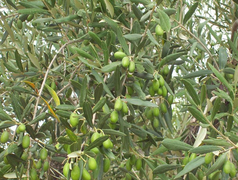 Image of olive tree