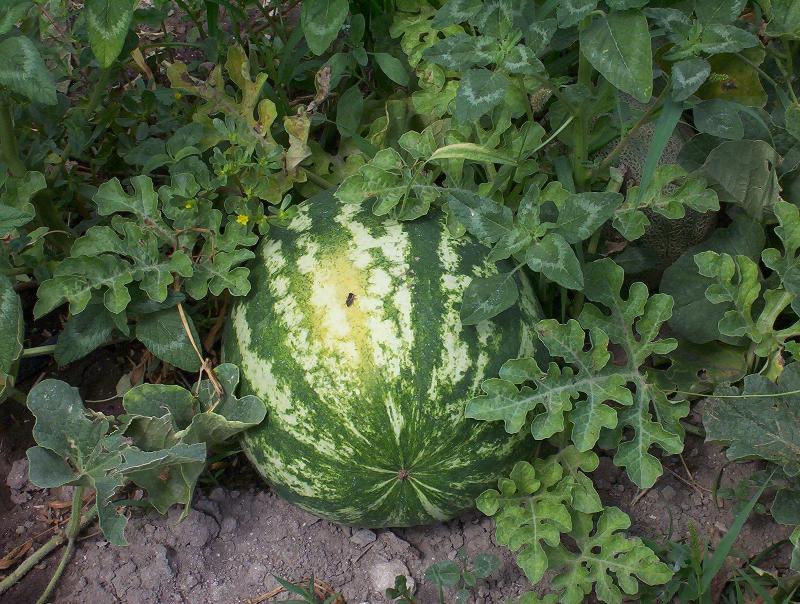 Image of watermelon