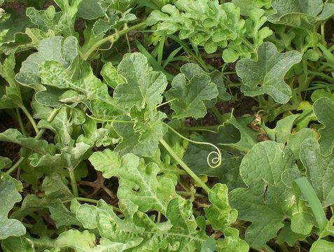 Image of watermelon