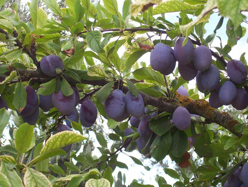 Image of European plum