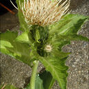 Image of Cabbage Thistle