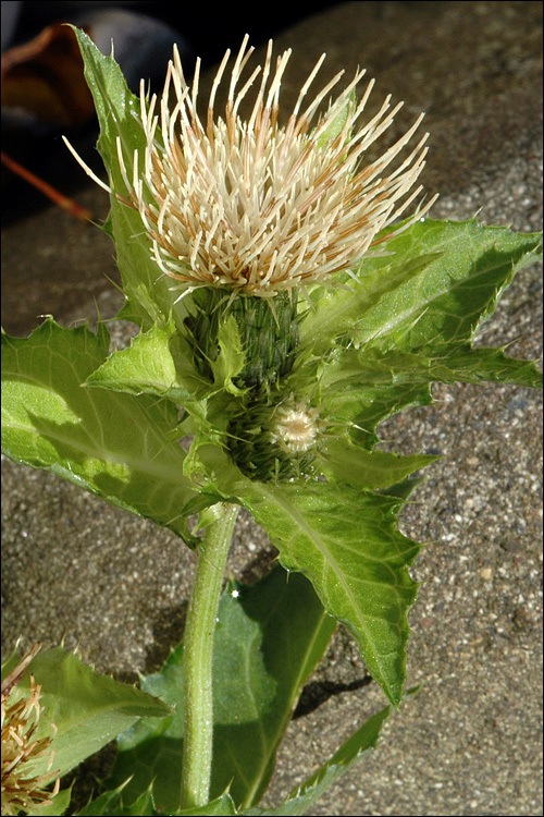 Image of Cabbage Thistle