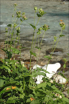 Image of Cabbage Thistle