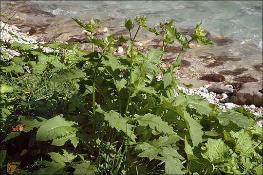 Image of Cabbage Thistle