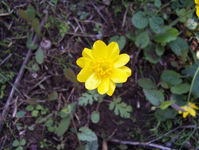 Image of autumn buttercup