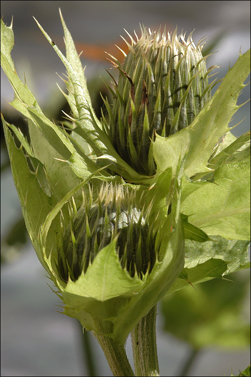 Image of Cabbage Thistle