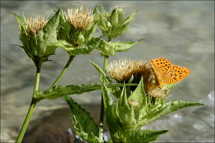 Image of Cabbage Thistle