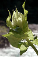 Image of Cabbage Thistle