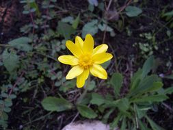 Image of autumn buttercup