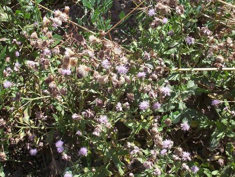 Image of Creeping Thistle