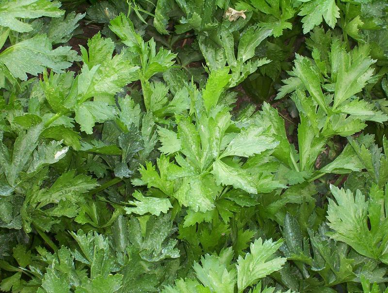 Image of Wild Celery