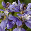 Polygala alpestris Rchb.的圖片