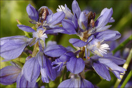 Image de Polygala alpestris Rchb.