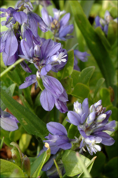 Image de Polygala alpestris Rchb.