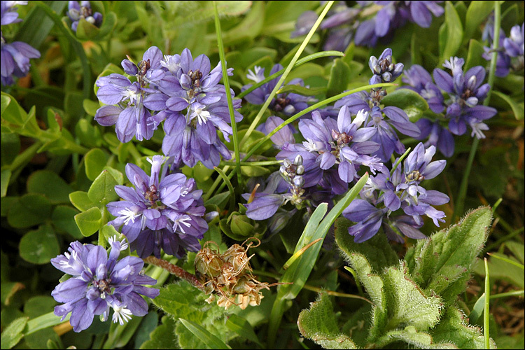 Image de Polygala alpestris Rchb.