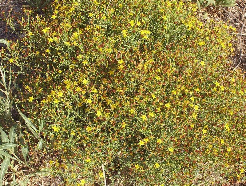 Image of Pyramidal St John's-wort