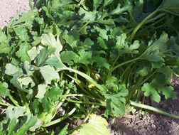 Image of field pumpkin