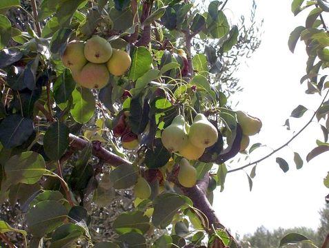 Plancia ëd Pyrus communis L.