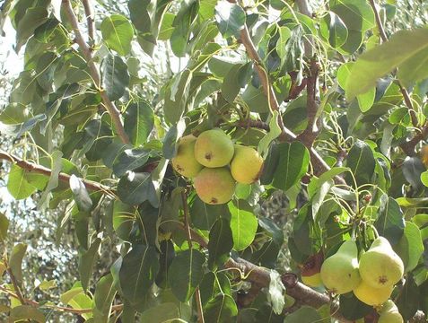 Plancia ëd Pyrus communis L.