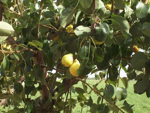 Plancia ëd Pyrus communis L.