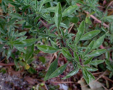 Imagem de Amaranthus blitoides S. Wats.