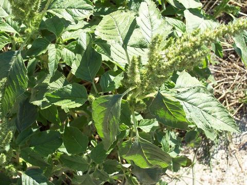 Plancia ëd Amaranthus retroflexus L.