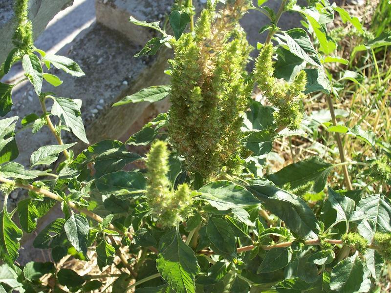 Amaranthus retroflexus L. resmi