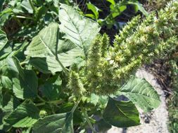 Amaranthus retroflexus L. resmi