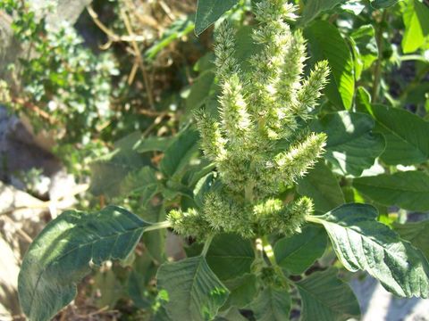 Image of redroot amaranth