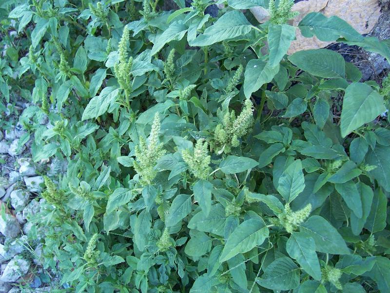 Amaranthus retroflexus L. resmi