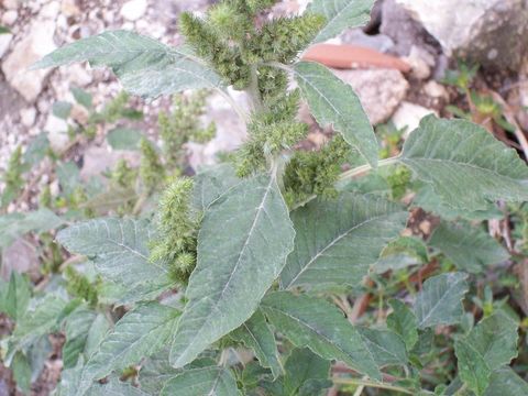 Amaranthus retroflexus L. resmi