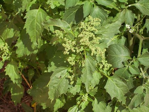 Image of <i>Chenopodium murale</i>