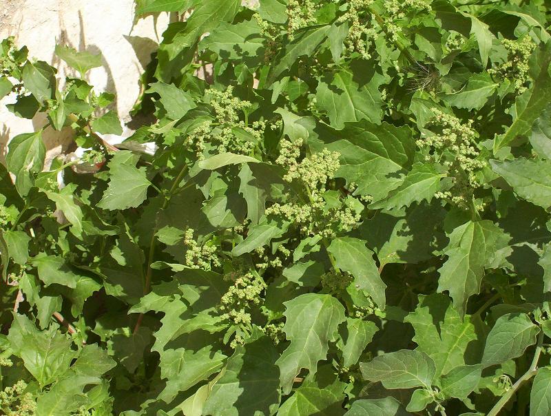 Image of <i>Chenopodium murale</i>