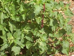 Image of <i>Chenopodium murale</i>