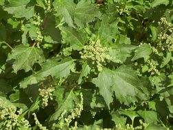 Image of <i>Chenopodium murale</i>