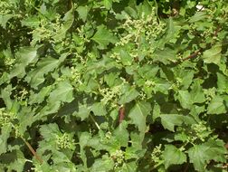 Image of <i>Chenopodium murale</i>