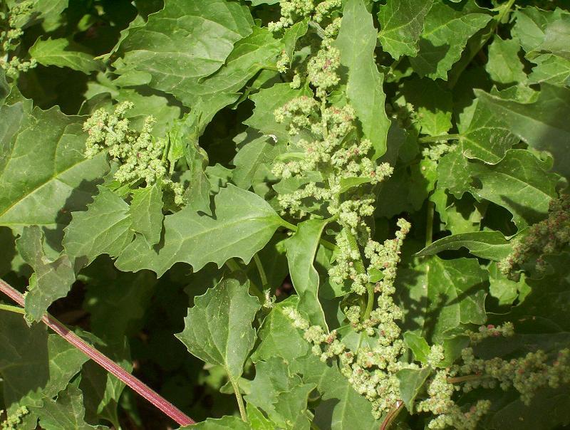 Image of <i>Chenopodium murale</i>