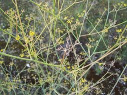 Image of sweet fennel