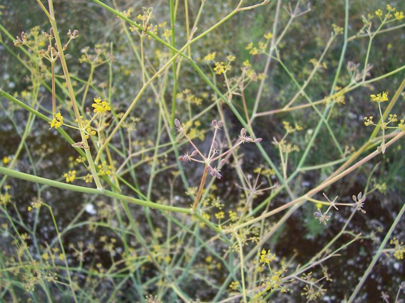 Image of sweet fennel