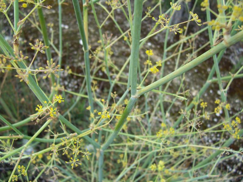 Image of sweet fennel