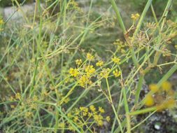 Image of sweet fennel