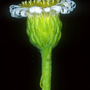 Image of Tetramolopium mitiaroense Lowrey, Whitkus & Sykes