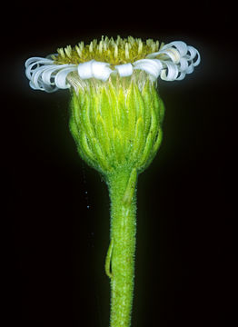 Image of Tetramolopium mitiaroense Lowrey, Whitkus & Sykes